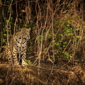 pantanal-mato-grosso-sul (1)