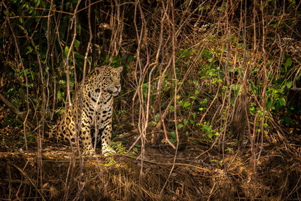 pantanal-mato-grosso-sul (1)