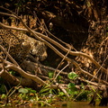 pantanal-mato-grosso-sul (2)
