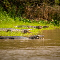 pantanal-mato-grosso-sul (3)