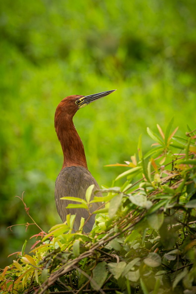 majestic-colourfull-bird-nature-habitat-birds-northern-pantanal-wild-brasil-brasilian-wildlife-full-green-jungle-south-american-nature-wilderness.jpg