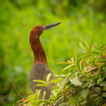 majestic-colourfull-bird-nature-habitat-birds-northern-pantanal-wild-brasil-brasilian-wildlife-full-green-jungle-south-american-nature-wilderness