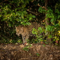 beautiful-endangered-american-jaguar-nature-habitat-panthera-onca-wild-brasil-brasilian-wildlife-pantanal-green-jungle-big-cats (2)