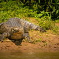 wild-caiman-with-fish-mouth-nature-habitat-wild-brasil-brasilian-wildlife-pantanal-green-jungle-south-american-nature-wild-dangereous