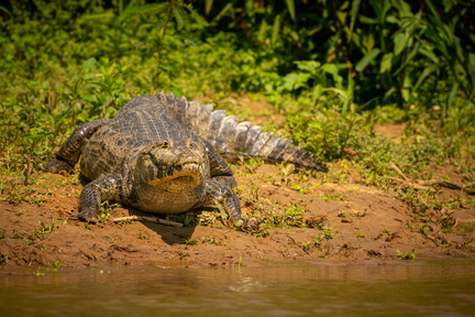 wild-caiman-with-fish-mouth-nature-habitat-wild-brasil-brasilian-wildlife-pantanal-green-jungle-south-american-nature-wild-dangereous