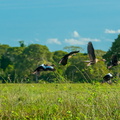 birds-mato-grosso-wetland-pocone-mato-grosso-brazil