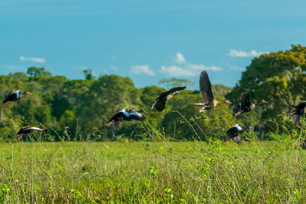 birds-mato-grosso-wetland-pocone-mato-grosso-brazil