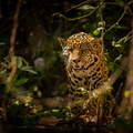 beautiful-endangered-american-jaguar-nature-habitat-panthera-onca-wild-brasil-brasilian-wildlife-pantanal-green-jungle-big-cats (1)