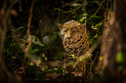 beautiful-endangered-american-jaguar-nature-habitat-panthera-onca-wild-brasil-brasilian-wildlife-pantanal-green-jungle-big-cats (1)