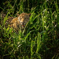 beautiful-endangered-american-jaguar-nature-habitat-panthera-onca-wild-brasil-brasilian-wildlife-pantanal-green-jungle-big-cats