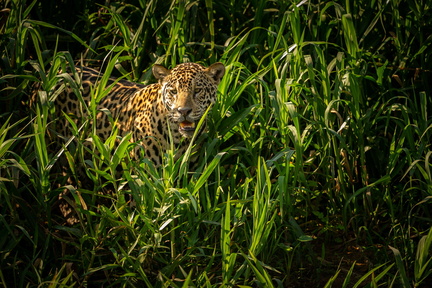beautiful-endangered-american-jaguar-nature-habitat-panthera-onca-wild-brasil-brasilian-wildlife-pantanal-green-jungle-big-cats