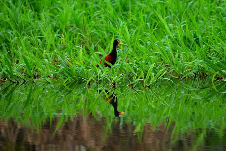 bird-its-reflection-rio-negro-amazon-rainforest-brazil.jpg