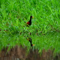 bird-its-reflection-rio-negro-amazon-rainforest-brazil