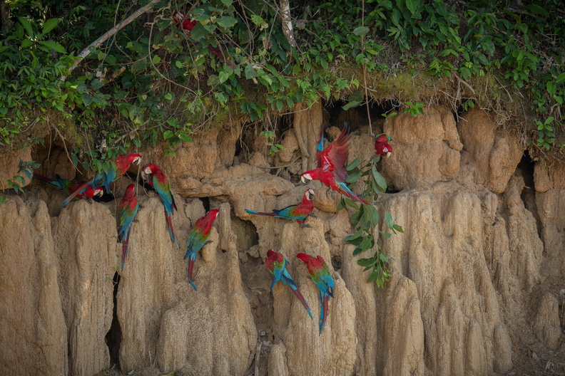 bird-south-america-nature-habitat (1).jpg