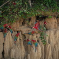 bird-south-america-nature-habitat (1)