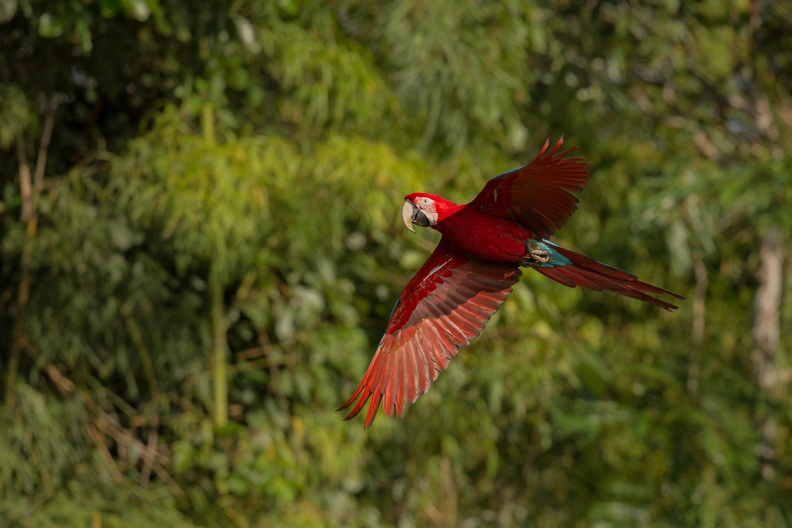 bird-south-america-nature-habitat.jpg