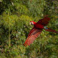 bird-south-america-nature-habitat